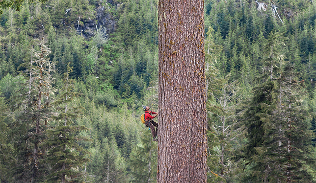 A professional tree-climber scales Big Lonely Doug on Vancouver Island in 2014.