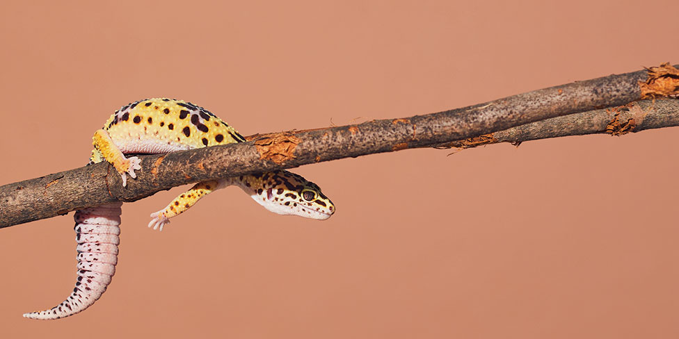 Eublepharid Gecko picture 2