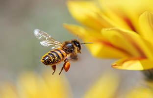 Les ruchers de l’Université Wilfrid Laurier favorisent la sensibilisation au développement durable