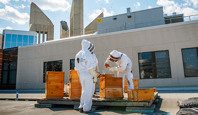 Troy Donovan and his team tend to the beehives that reside atop Building 5 at MacEwan University in downtown Edmonton. MacEwan’s iconic clock tower entrance can be seen in the background.