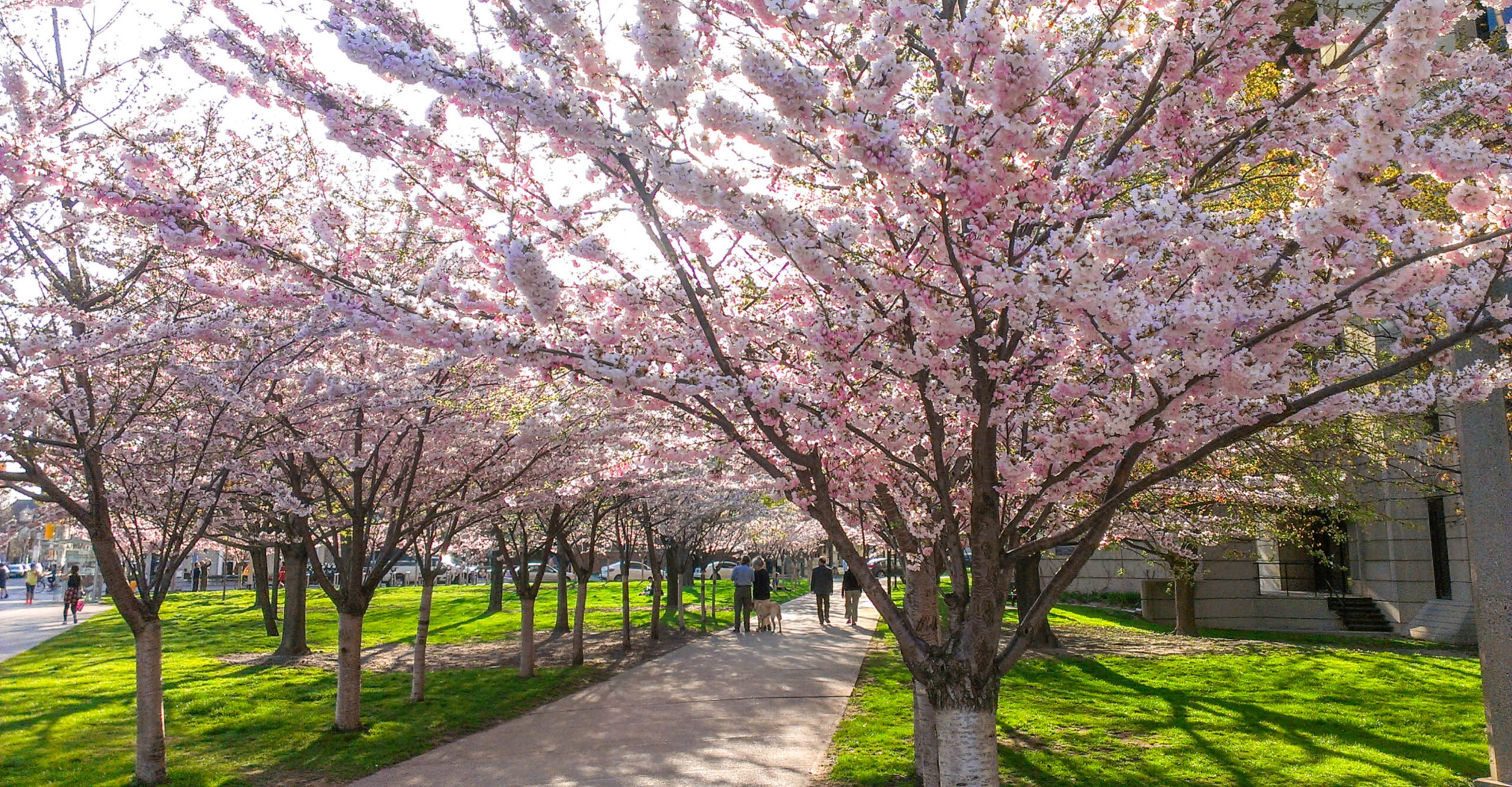 Cherry trees on the University of Toronto campus